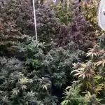 8X8 MANSION (22 PLANT GROW)