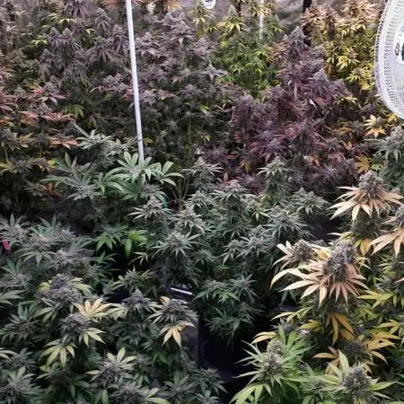 8X8 MANSION (22 PLANT GROW)