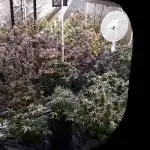 EXOTIC SEEDS MALASANA GELATO