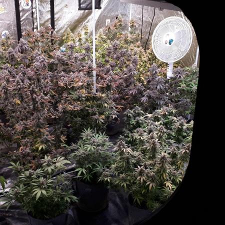 EXOTIC SEEDS MALASANA GELATO