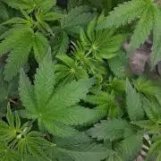 KANNABIA SEEDS = PINK GELATO