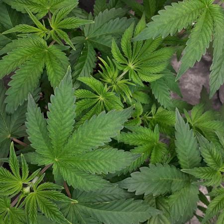 KANNABIA SEEDS = PINK GELATO