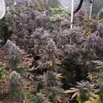 8X8 MANSION (22 PLANT GROW)