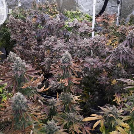 8X8 MANSION (22 PLANT GROW)