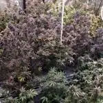 MSNL SEEDS GROW