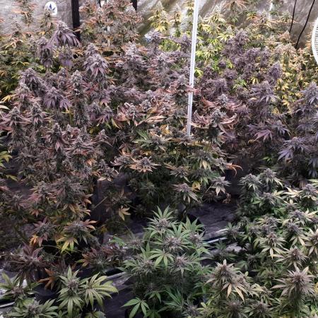 MSNL SEEDS GROW