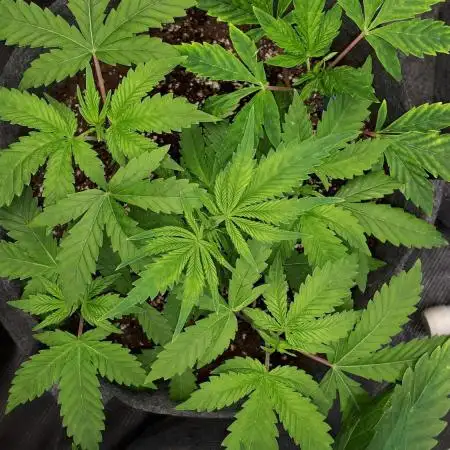 IGM SEEDS. GRAPE OCTANE