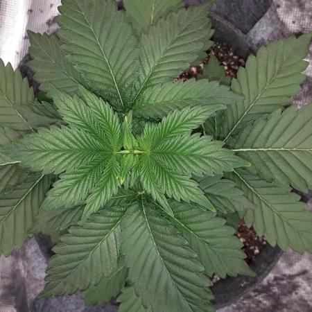 420 FASTBUDS PHOTOPERIODS GROW