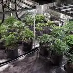 8X8 MANSION (22 PLANT GROW)
