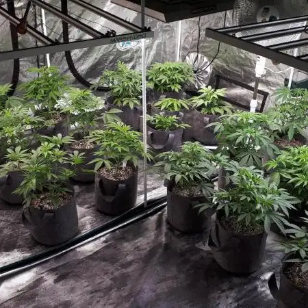 8X8 MANSION (22 PLANT GROW)