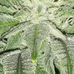 IGM (COLORS BY CULTIVAR)