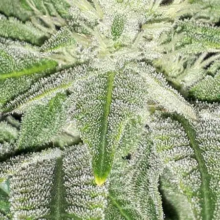 IGM (COLORS BY CULTIVAR)