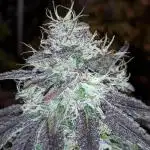 IGM (COLORS BY CULTIVAR)