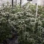 8X8 MANSION (22 PLANT GROW)