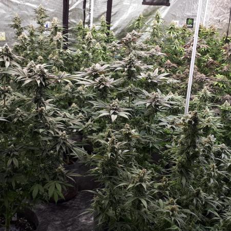 8X8 MANSION (22 PLANT GROW)