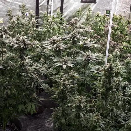 8X8 MANSION (22 PLANT GROW)