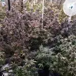 8X8 MANSION (22 PLANT GROW)