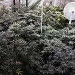 8X8 MANSION (22 PLANT GROW)