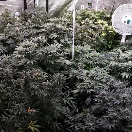 8X8 MANSION (22 PLANT GROW)