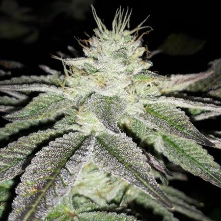 IGM (COLORS BY CULTIVAR)