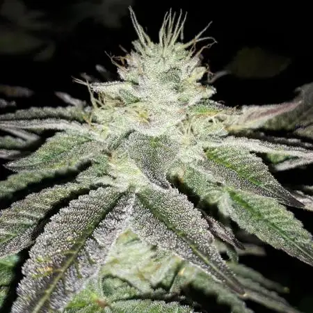 IGM (COLORS BY CULTIVAR)