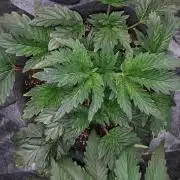 ILGM = TANGIE QUEEN