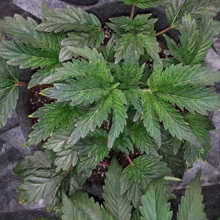 ILGM = TANGIE QUEEN
