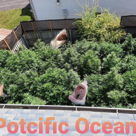 420 FASTBUDS PHOTOPERIODS GROW