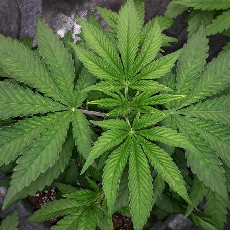 420 FASTBUDS PHOTOPERIODS GROW