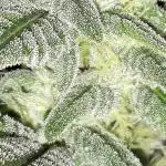 MSNL SEEDS GROW