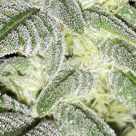 MSNL SEEDS GROW