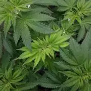 420 FASTBUDS = PAPAYTON