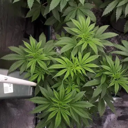 Seedsman seeds peyote wifi CBD