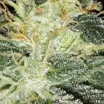IGM SEEDS. GRAPE OCTANE