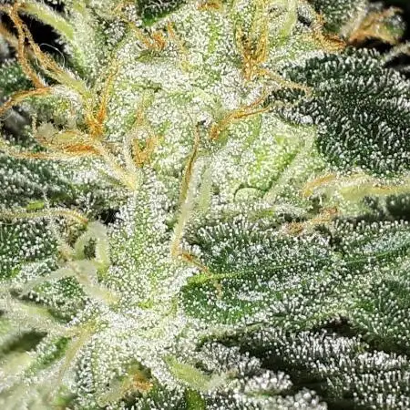IGM SEEDS. GRAPE OCTANE