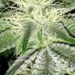 EXOTIC SEEDS MALASANA GELATO