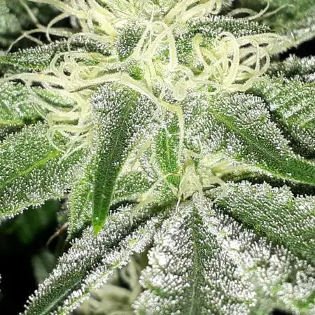 EXOTIC SEEDS MALASANA GELATO