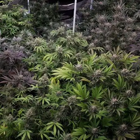 MARS MANSION 39 PLANT GROW