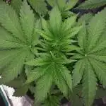 MSNL SEEDS GROW