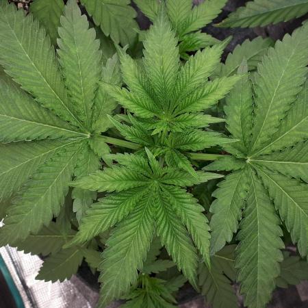 MSNL SEEDS GROW