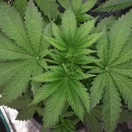 MSNL SEEDS GROW