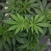 KANNABIA SEEDS = HELLFIRE OG