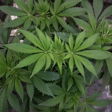 KANNABIA SEEDS = HELLFIRE OG