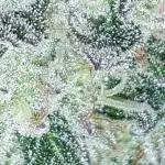 420 FASTBUDS PHOTOPERIODS GROW
