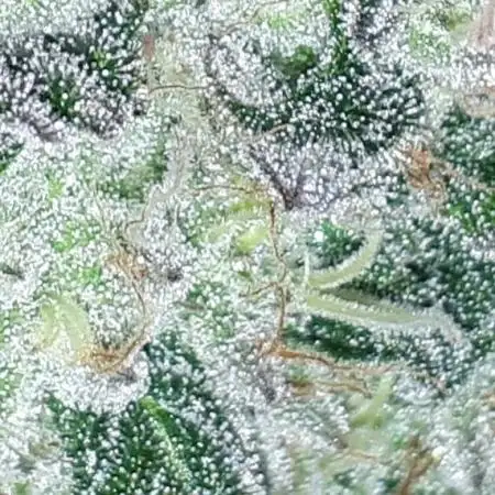 420 FASTBUDS PHOTOPERIODS GROW