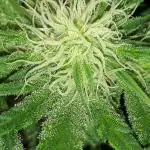 EXOTIC SEEDS MALASANA GELATO