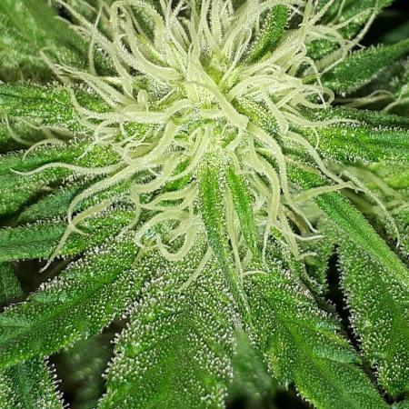 EXOTIC SEEDS MALASANA GELATO