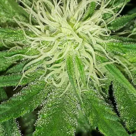 EXOTIC SEEDS MALASANA GELATO