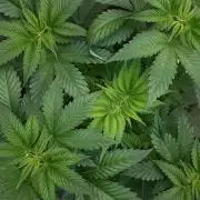 IZI SEEDS = GRANDPA ZOMBIE