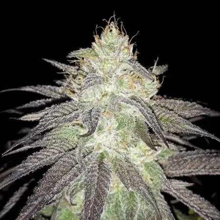 Seedsman seeds peyote wifi CBD